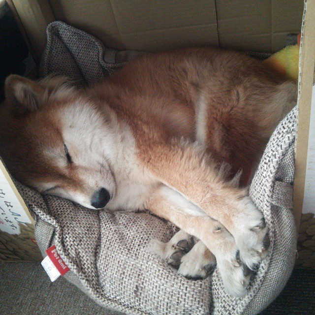 中国篮球运动员海外联赛表现亮眼，国际影响力不断扩大，海外打球的中国篮球