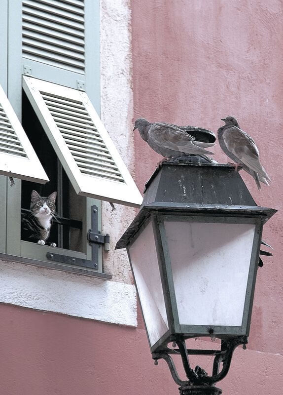 中国篮球青训教练员专业技能提升途径,篮球青训师