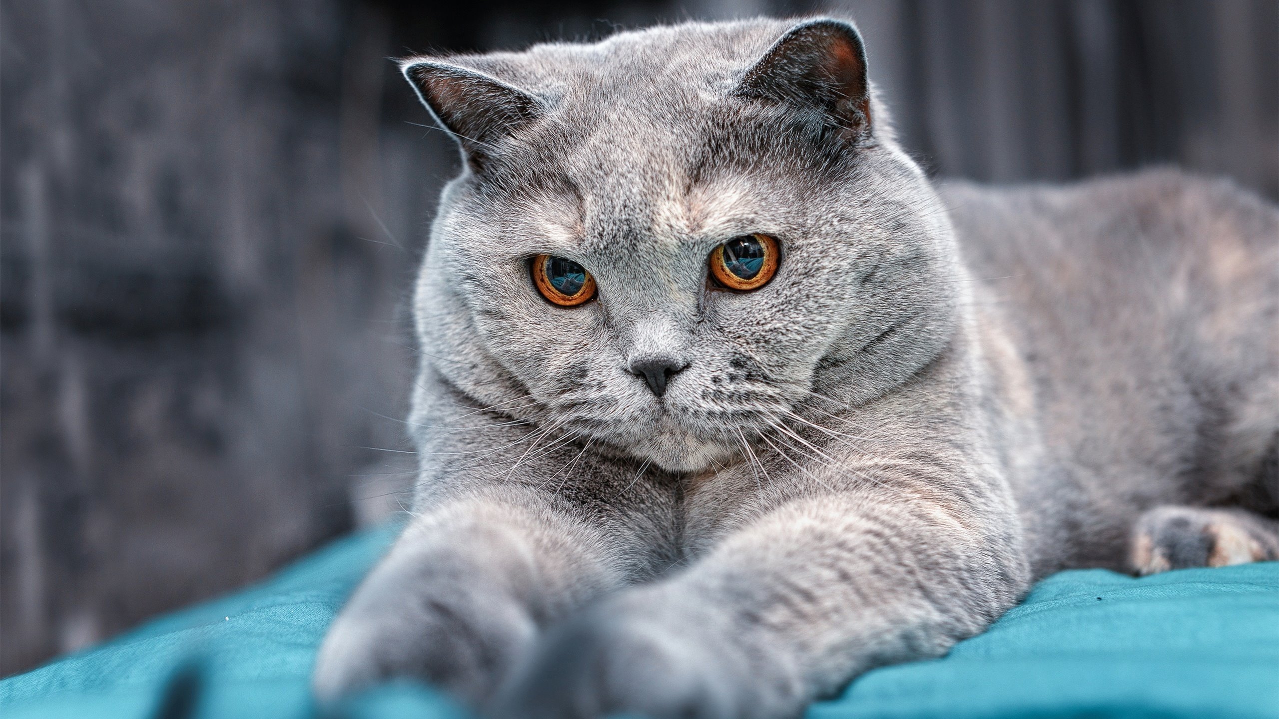 篮球运动员伤病预防训练方法研究，篮球受伤预防措施