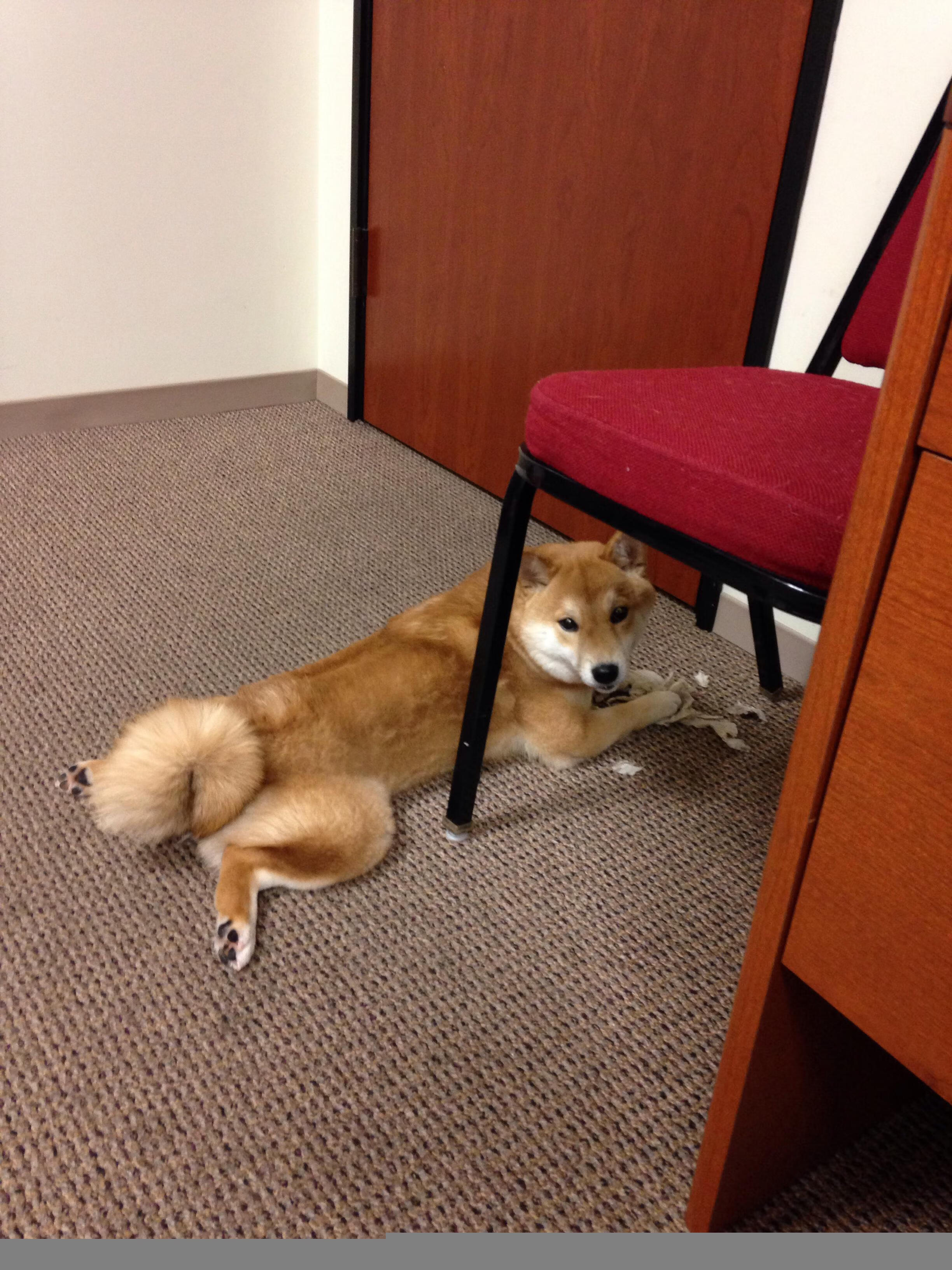 中国男篮积极探索技战术多样性，中国男篮队内训练