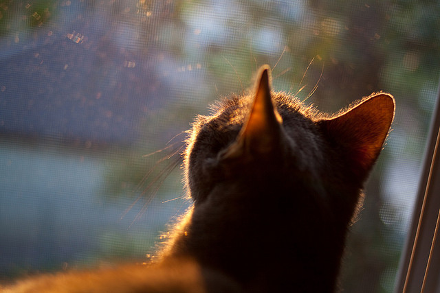 德国男将挑战意法强敌获佳绩,德国男团击败日本