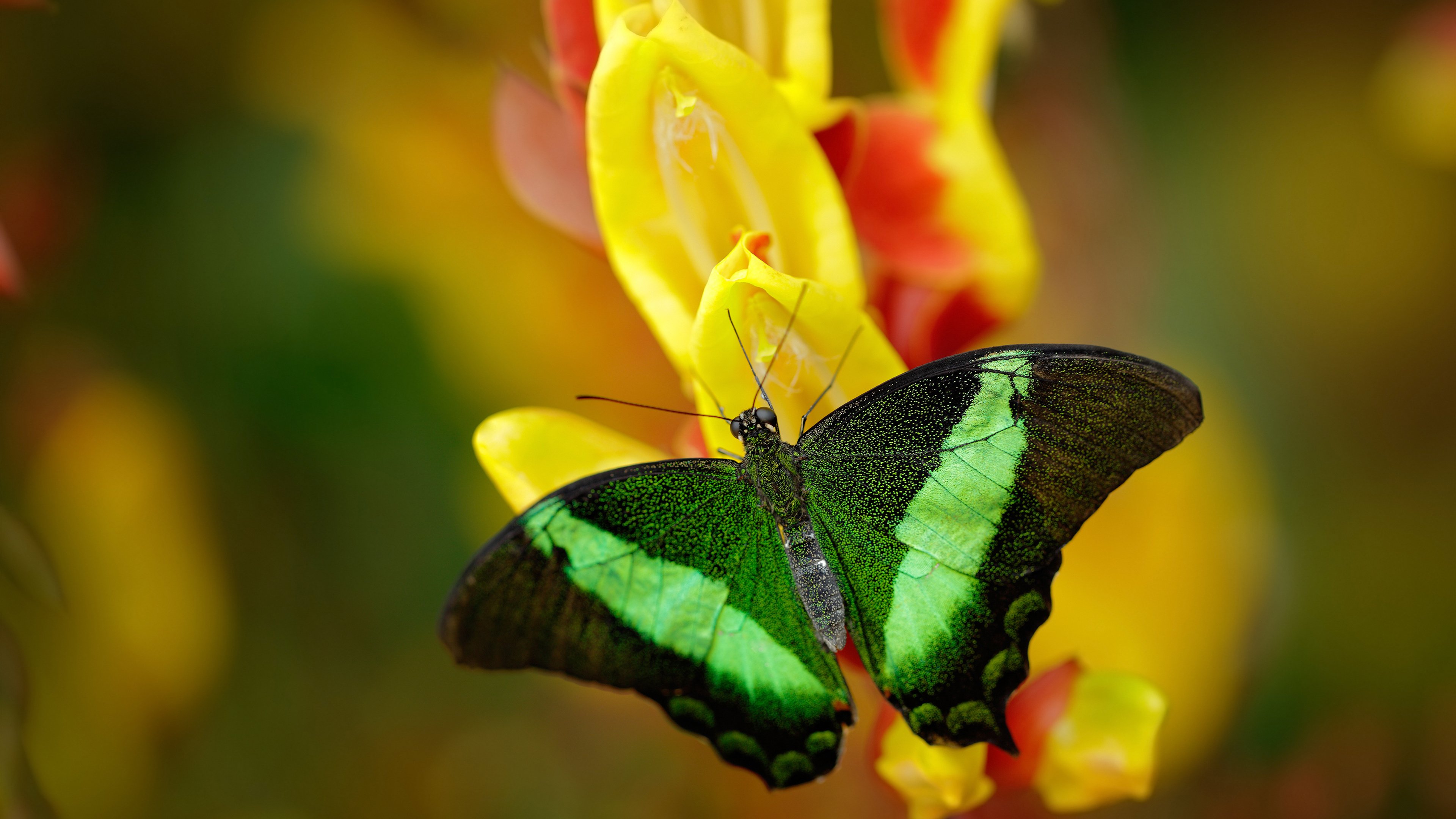 新加坡队赛制评析：通过赛制创新提升整体比赛表现，新加坡联赛什么水平