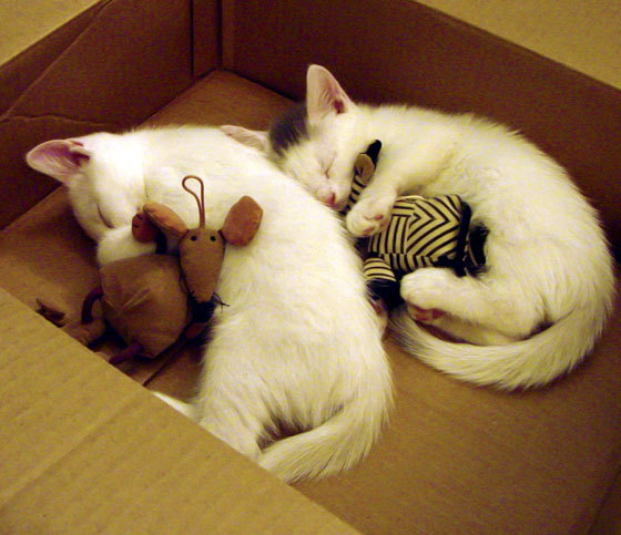 九游app官网下载-波兰队赛制解读：赛制中的关键决策与战术选择，波兰地区联赛