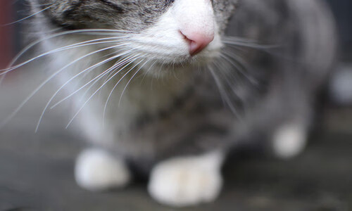 青训球员选拔机制存在结构性偏见，青训选拔喜欢那种球员