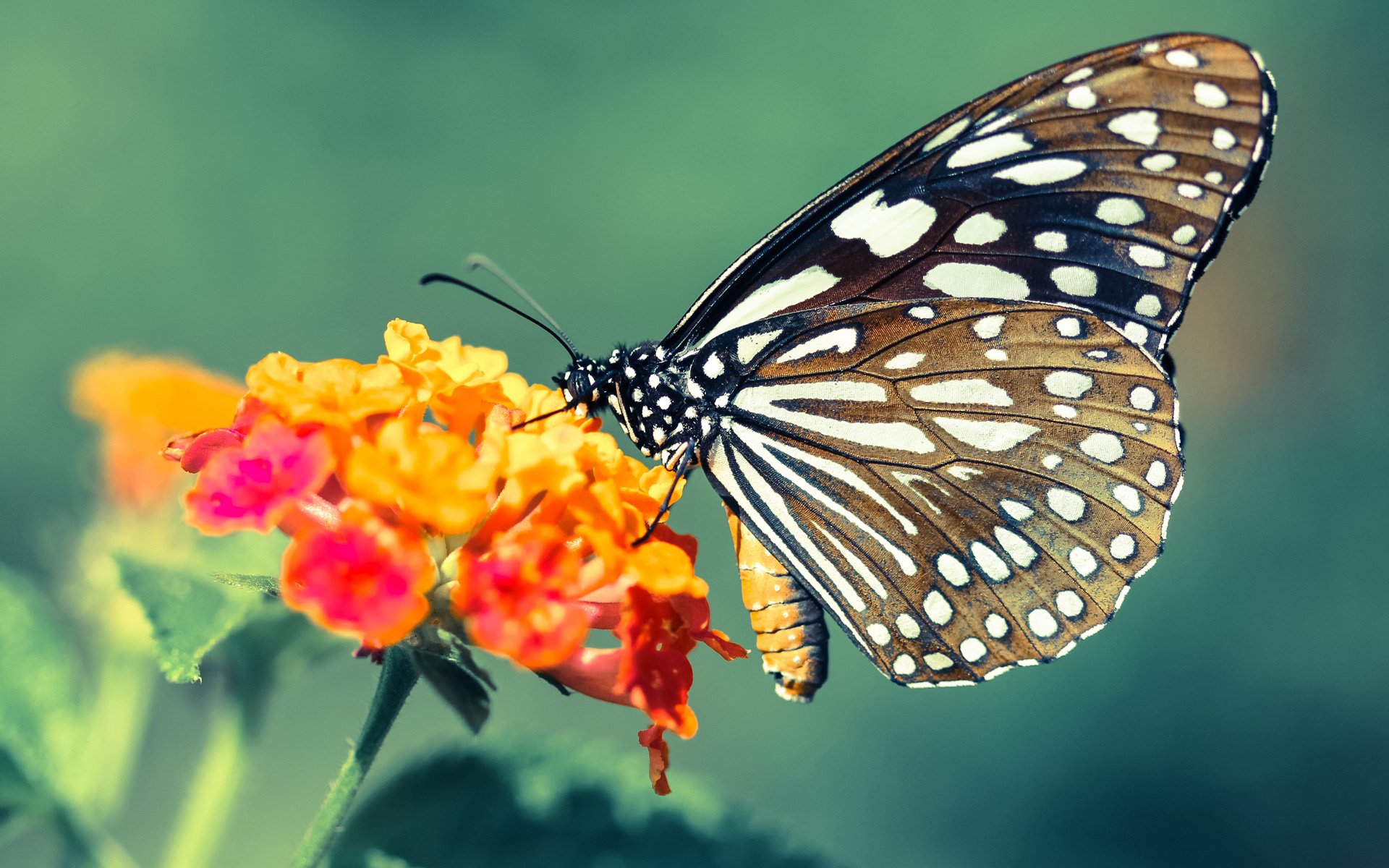 国家队主教练召开发布会回应备战情况与球员伤情进展,国家队主教练名单