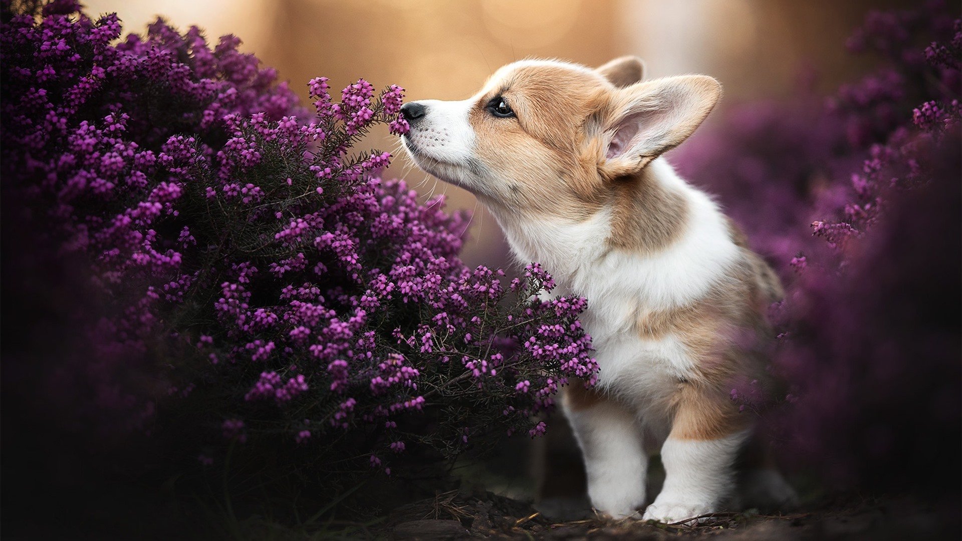 女子国家队加强体能测试周期化建立动态调整体系，国家队体能测试项目