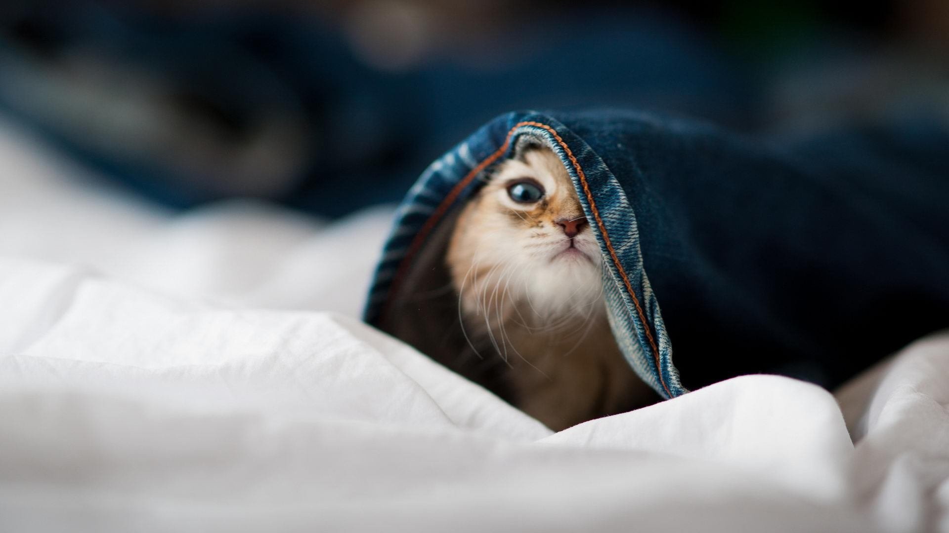 澳大利亚袋鼠队再度崛起,目标锁定橄榄球冠军,澳大利亚袋鼠强壮