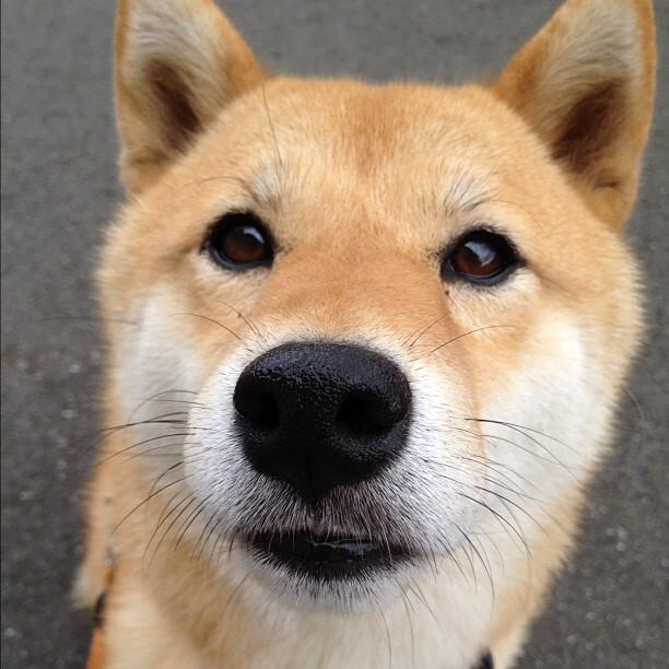 科贝特决赛中展现强大心理素质，科贝特峡谷(corbett canyon)红酒